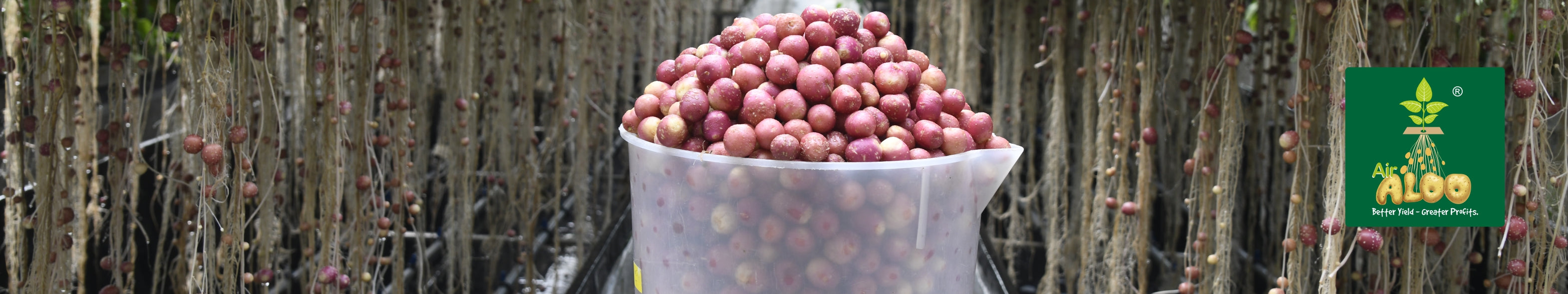 Potato Seeds (Air Aloo)