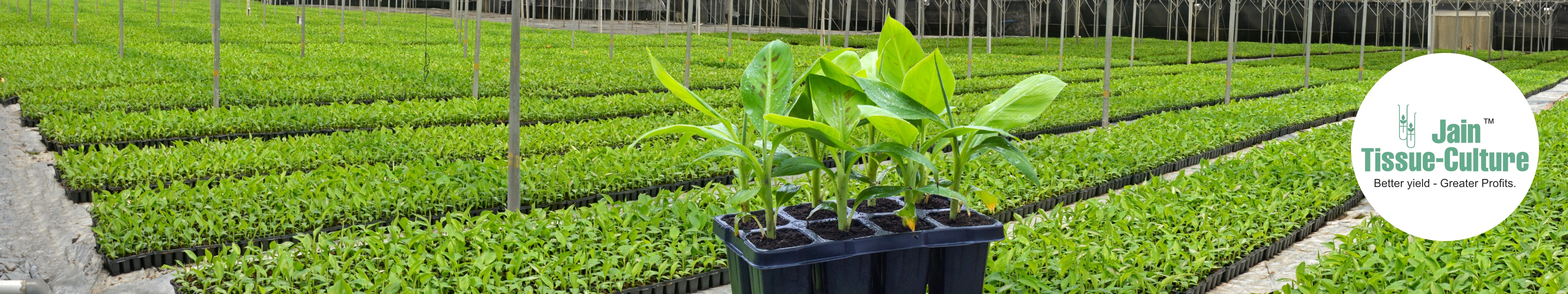 TC Banana Plants