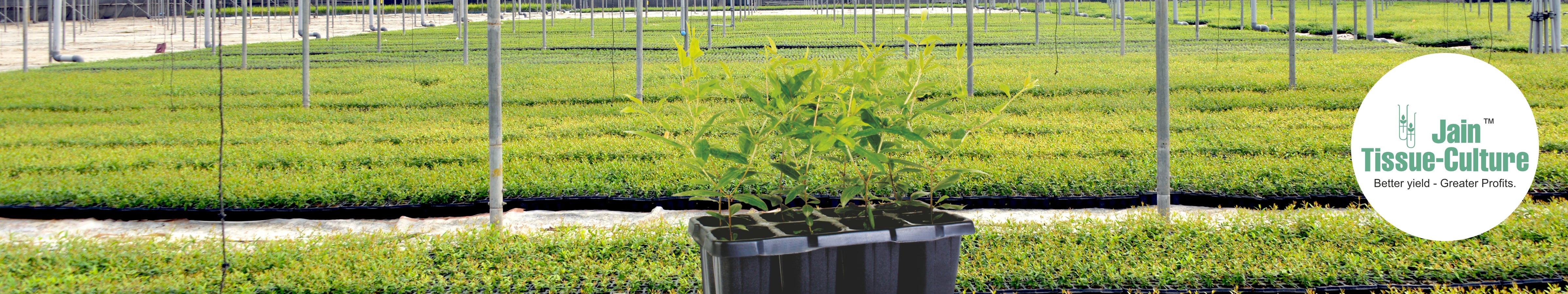 TC Pomegranate Plants